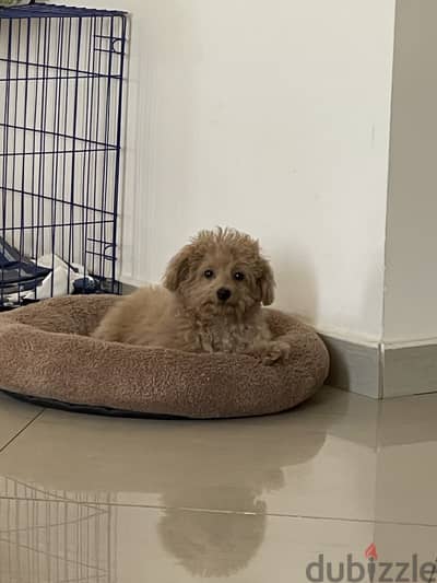 Toy poodle 4 months