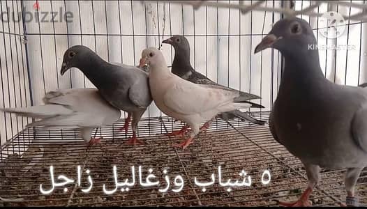 ٥ شباب وزغاليل زاجل