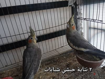 ٢ انثي كوكتيل