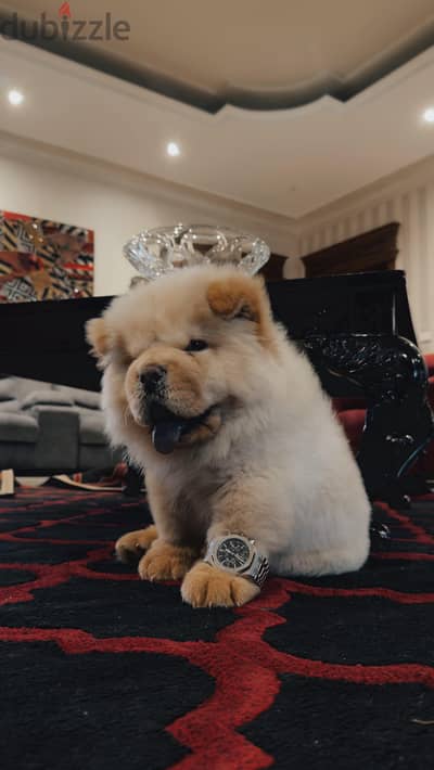 Chow chow