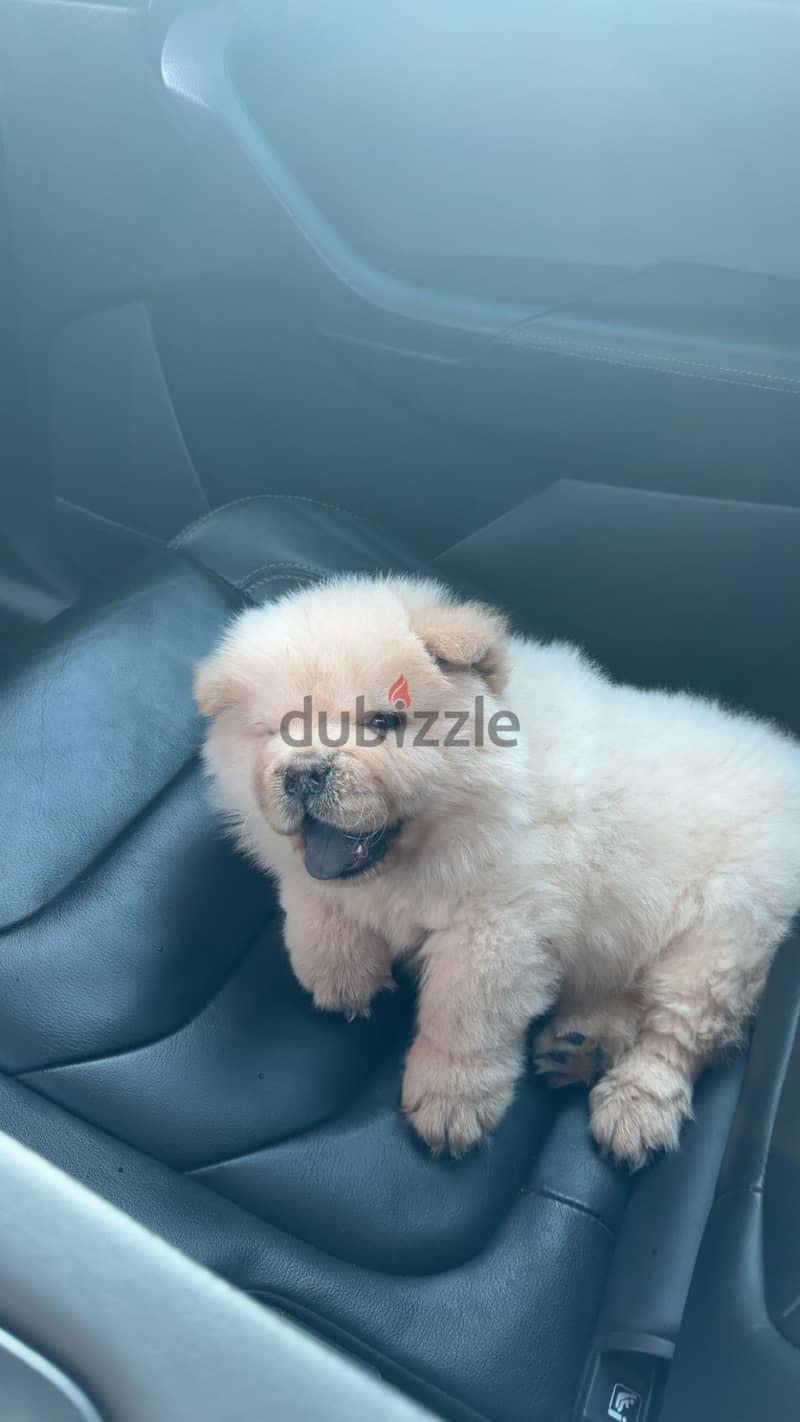 Chow chow 1