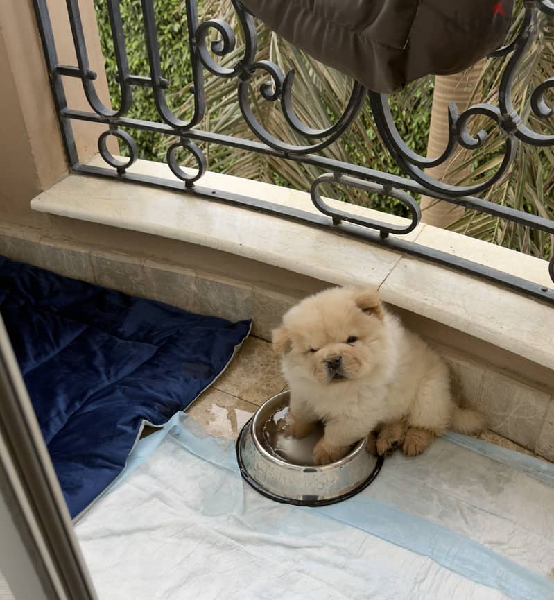 Chow chow 2
