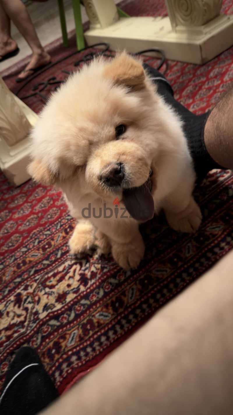 Chow chow 3