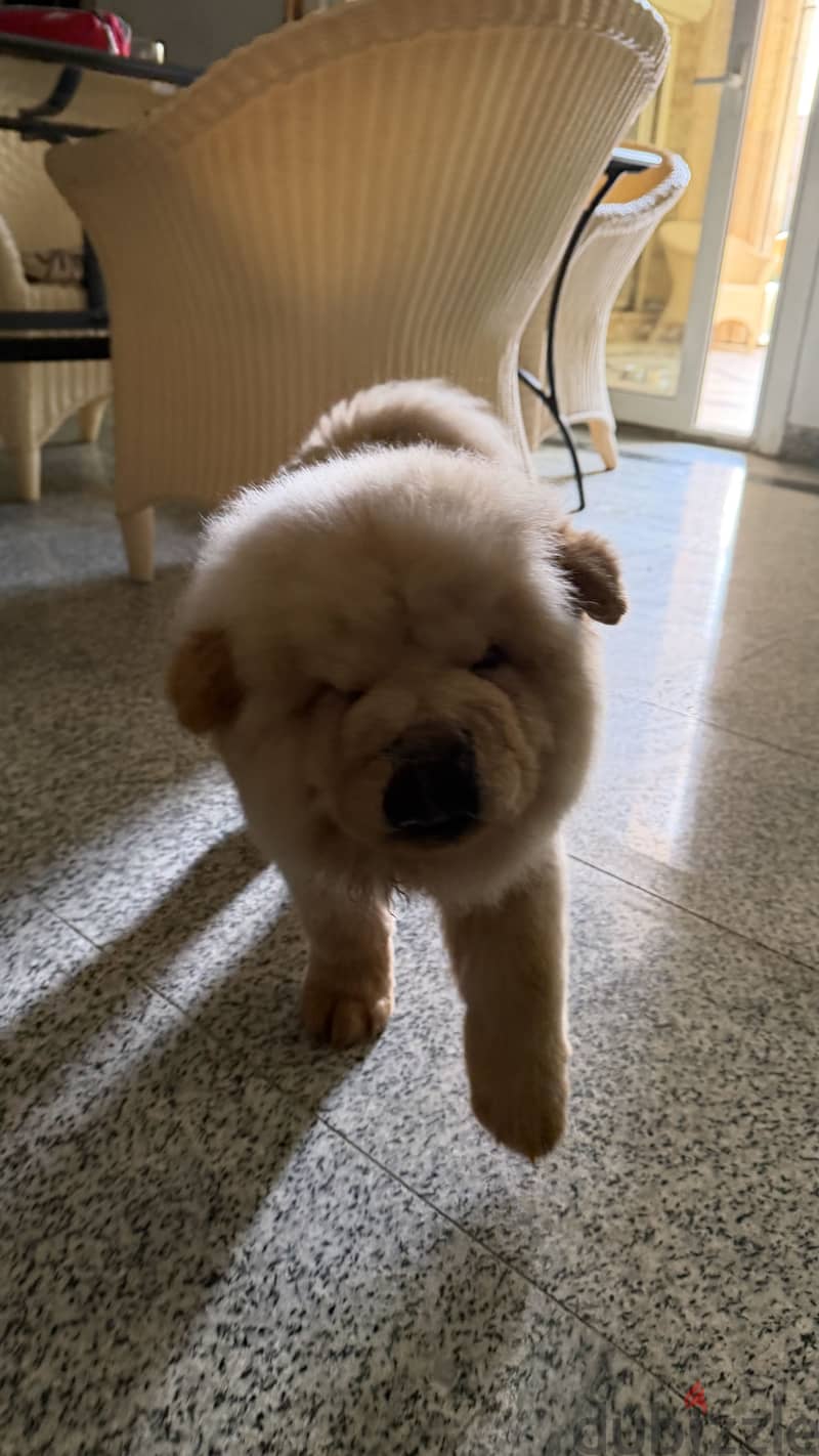 Chow chow 4