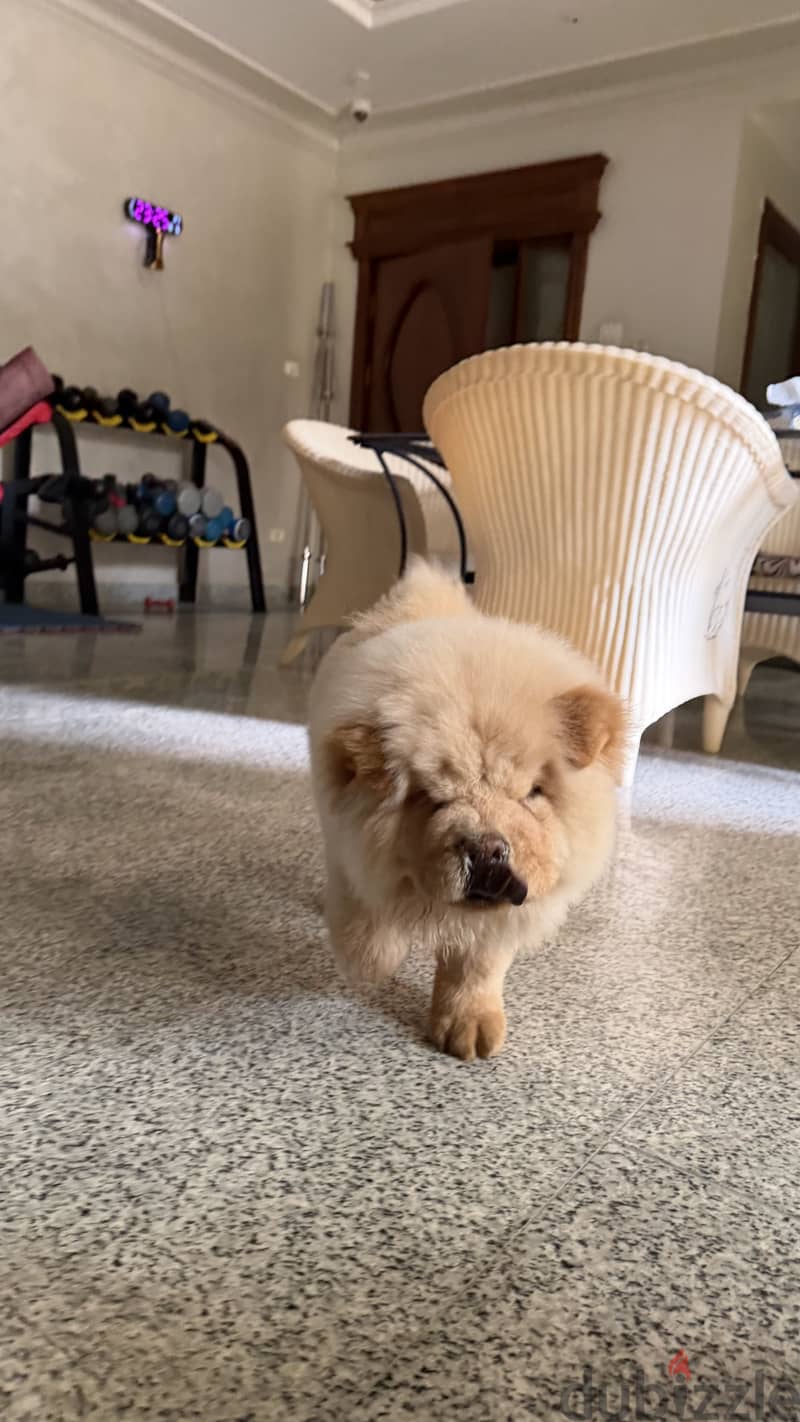 Chow chow 5
