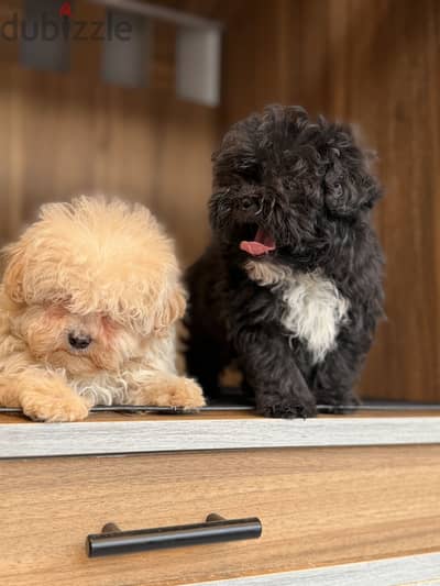 Maltipoo Puppies For sell High quality