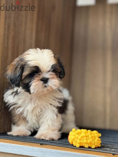 Shih tzu Puppies For Sell high quality
