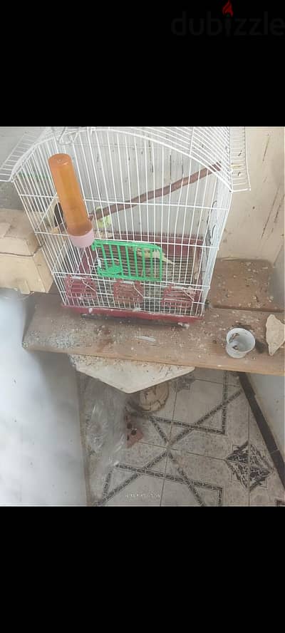 جوز استرالي باولاده