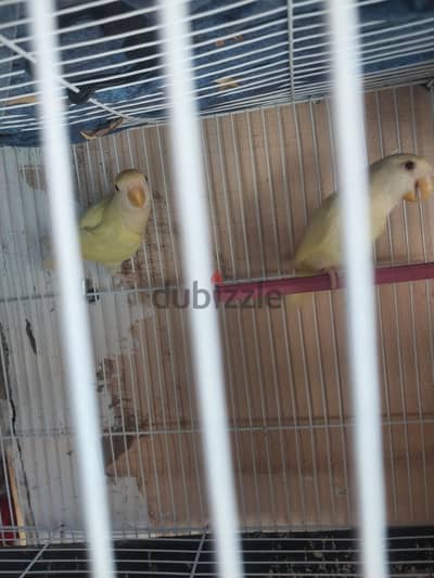 جوز روز كريمى عين حمرا