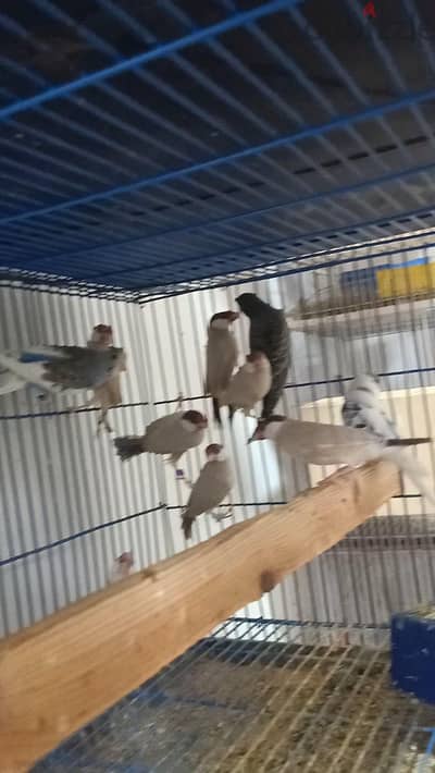 7 حتت جاوا فون علي شغل 1200 المجموعه . . المكان المنيب
