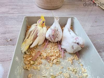 زغاليل كوكتيل