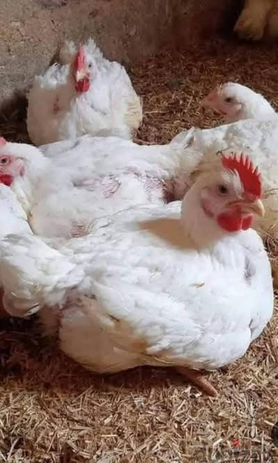 فراخ تربيه بيتي