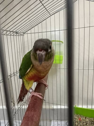 Conure