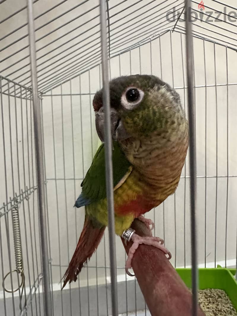 Conure 1
