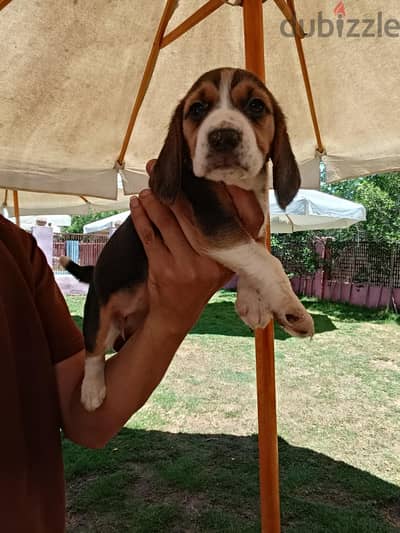 جراوي بيجل beagle