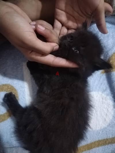 قطه شيرازي متاحه