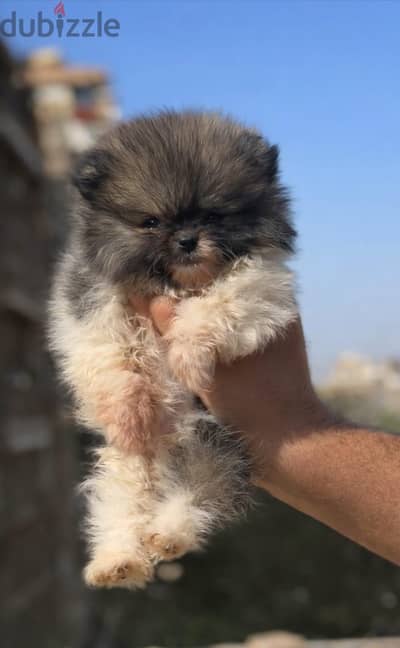pomeranian
