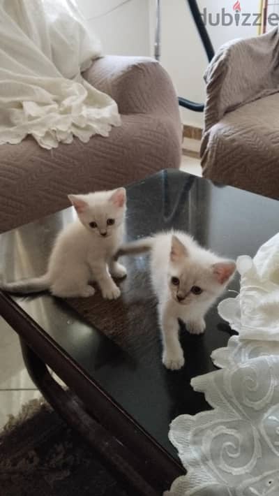 قطط سيامى