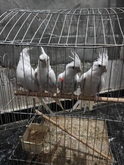 قصين فرنساوي  شغالين مطلعين عشين قبل كده  عصافير