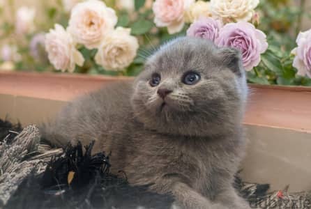 Scottish Kittens Available – Imported Bloodline