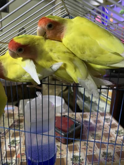 روز لاتيني عين حمرا
