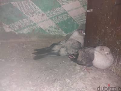 حمام ازرق قطيفه