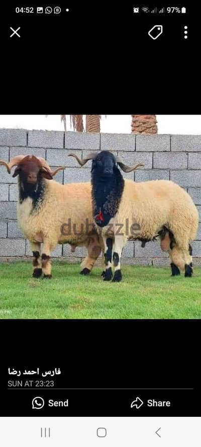خرفان برقى جديان خلايط