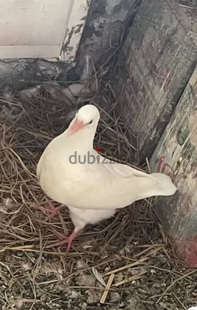 فصوص لاحم بيور ٣٠٠ وبصوص جمعية٢٥٠
