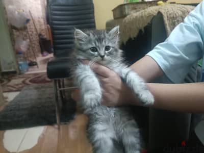 قط شيرازى عمر شهرين