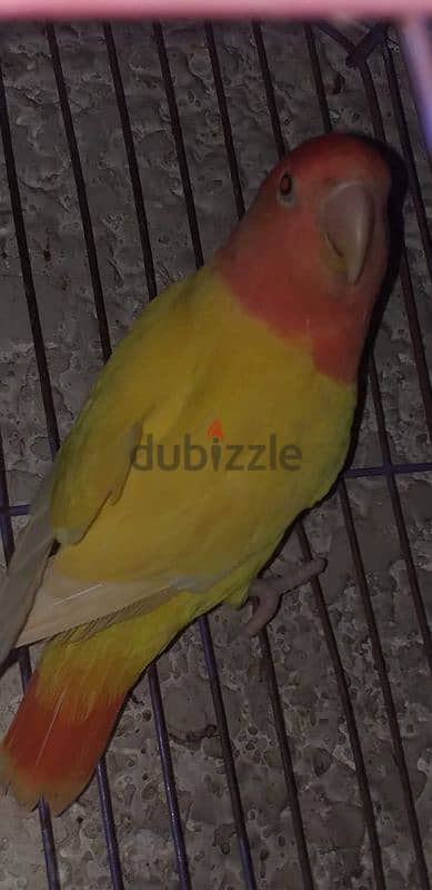 نتايه اوب لاين شغاله 1200ج