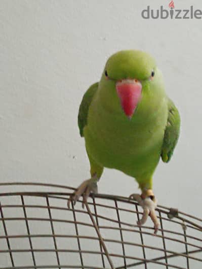ببغاء دره هندى سوبر جامبو متكلم بطلقة
