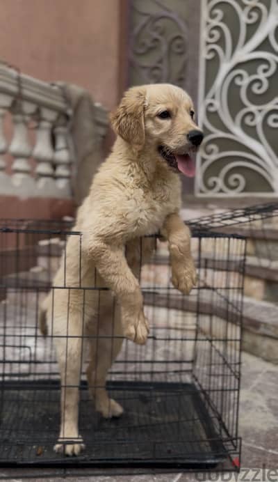 Golden retriever female 90 days
