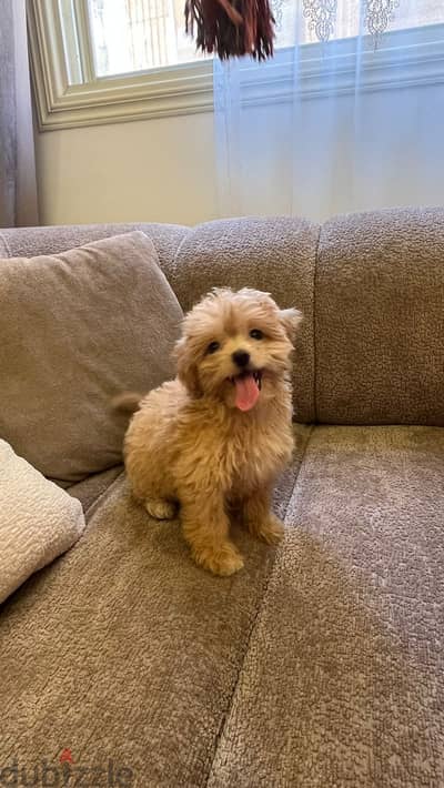 Maltipoo teacup
