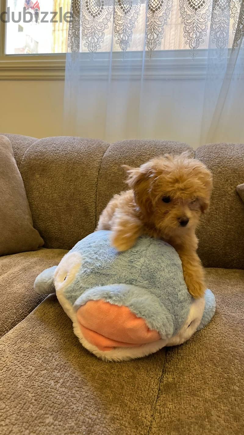 Maltipoo teacup 1