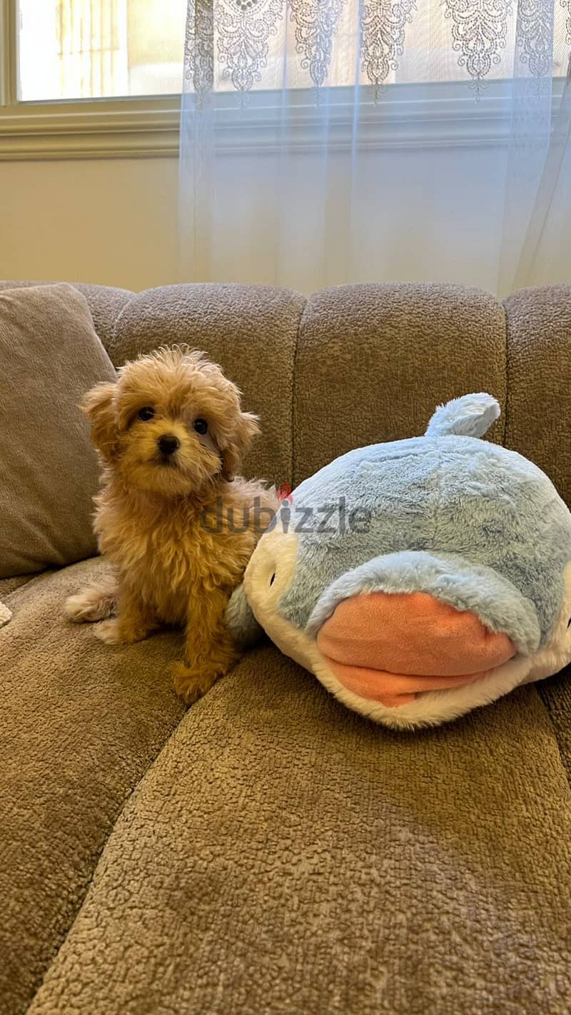Maltipoo teacup 2