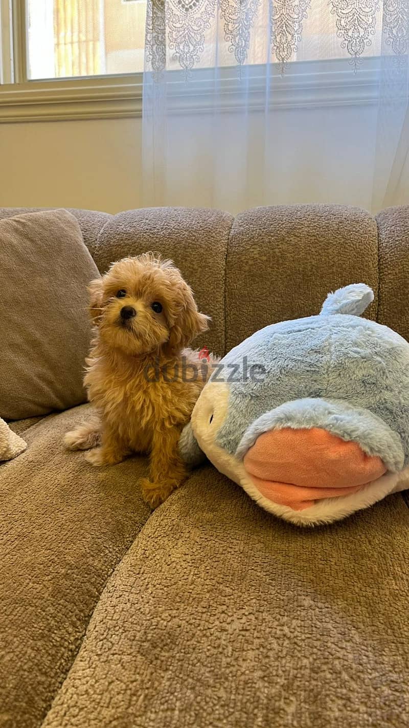 Maltipoo teacup 3