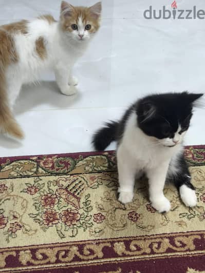 للتبني قطتين ولد وبنت 4 شهور