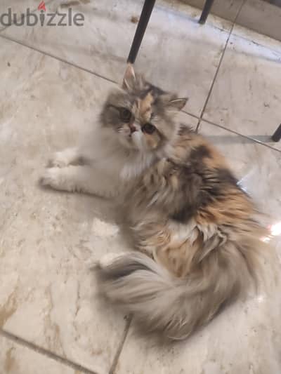قطه بنت بيرشن  كاليكو