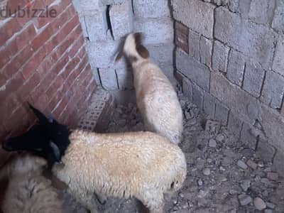 خروف وبدريه برقي حر بتوع مطروح بالصلاه ع النبي