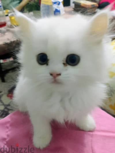 قطط شيراز