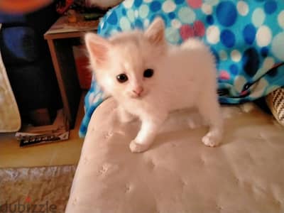 قط شيرازي بيور 45 يوم