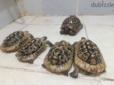 5 سلاحف