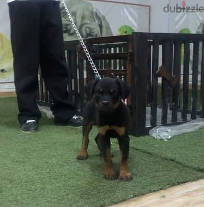Rottweiler روت وايلر