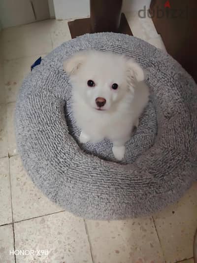 French griffin  puppy for sale