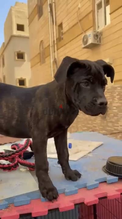 cane corso dog كين كورسو كلب ٣ شهور جرو بيع مستعجل