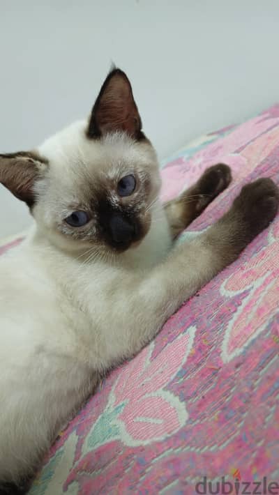 قطة سيامي  قطط سيامي  Siamese