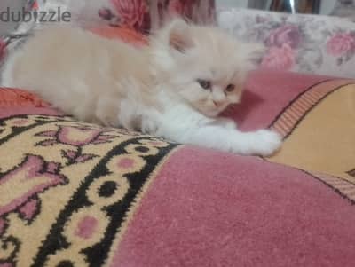 قطه صغيره شيرازي
