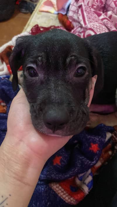 Cane corso