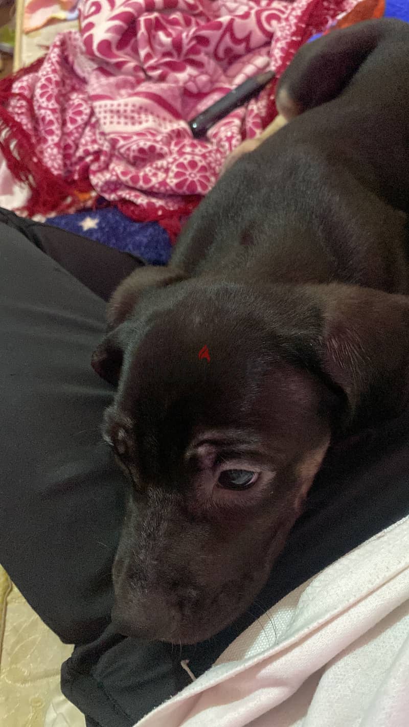 Cane corso 1