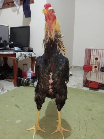 ديك هندي بيور